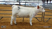 Heifer #3