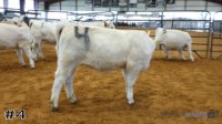 Heifer #4