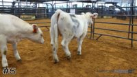 Heifer #5