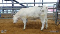 Heifer #7