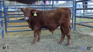 Class #12 Feeder Cattle thumbnail