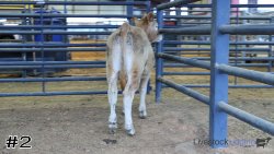 Steer#2