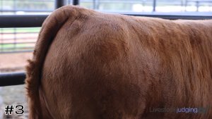 Class #14 Slaughter Cattle Grading thumbnail