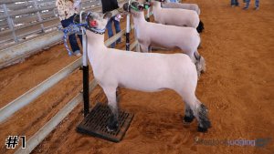 Class #2 Market Lambs thumbnail