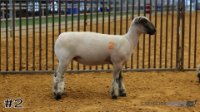 Ewe #2