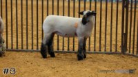 Ewe #3