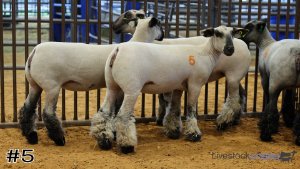 Class #9 Breeding Ewes thumbnail
