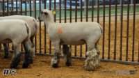 Ewe #6