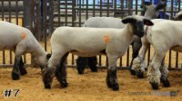 Ewe #7