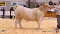 Steer #1