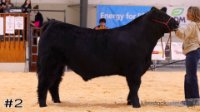 Steer #2