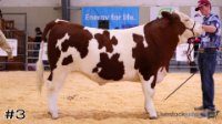 Steer #3