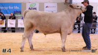 Steer #4