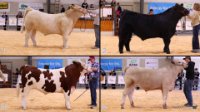 All Animals