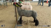 Lamb #1