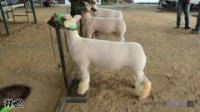 Lamb #2