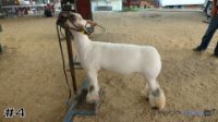 Lamb #4