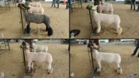 All Animals