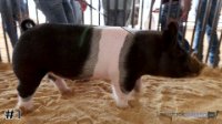 Hog #1
