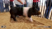 Hog #2