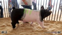 Hog #3