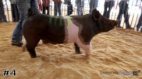 Hog #4