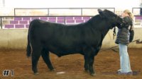 Bull #1