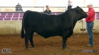 Bull #2