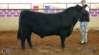 Bull #3