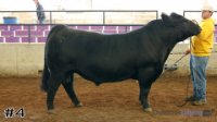 Bull #4